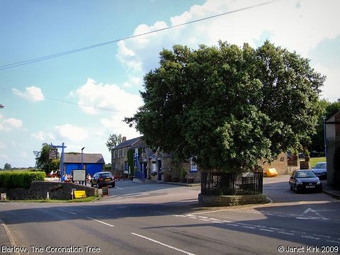 Recent Photograph of The Coronation Tree (Barlow)