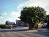 The Coronation Tree