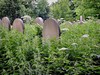 Overgrown Churchyard