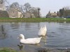 The "Duck Pond"