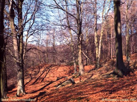 Recent Photograph of Autumn Woodland (Stoke)