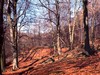 Autumn Woodland
