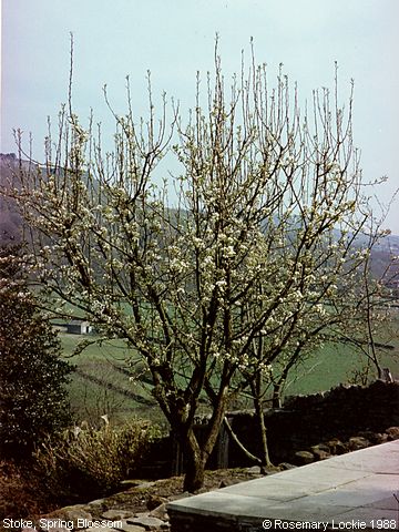 Recent Photograph of Spring Blossom (Stoke)