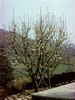 Spring Blossom