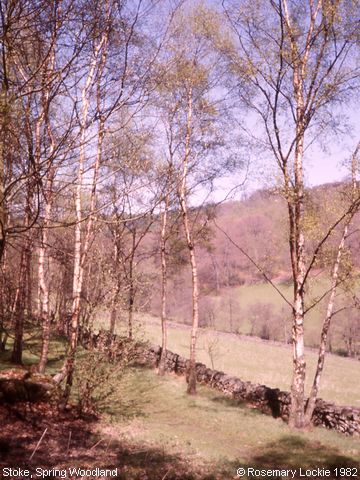 Recent Photograph of Spring Woodland (Stoke)