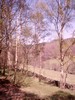Spring Woodland