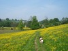 Buttercup Meadow