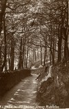 Jacob's Ladder