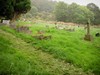 View of Cemetery