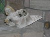 Inside St Mary's Church (Cherub)