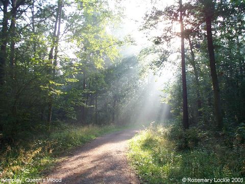 Recent Photograph of Queen's Wood (Kempley)