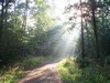 Queen's Wood