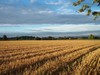 Autumn Harvest