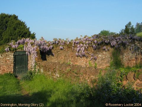 Recent Photograph of Morning Glory (2) (Donnington)