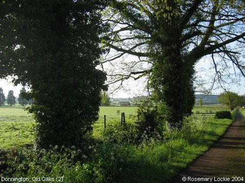 Recent Photograph of Old Oaks (2) (Donnington)