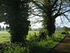 Old Oaks (2)