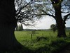 Old Oaks