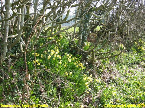 Recent Photograph of Spring Daffodils (Donnington)
