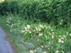 Summer Blossom