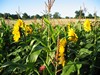 Summer Sunflowers