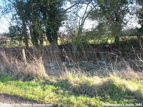 Recent Photograph of Winter Snowdrops (Donnington)