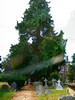 View of Churchyard