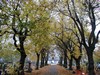 The Cemetery (in Autumn)