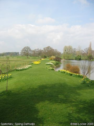 Recent Photograph of Spring Daffodils (Spetchley)
